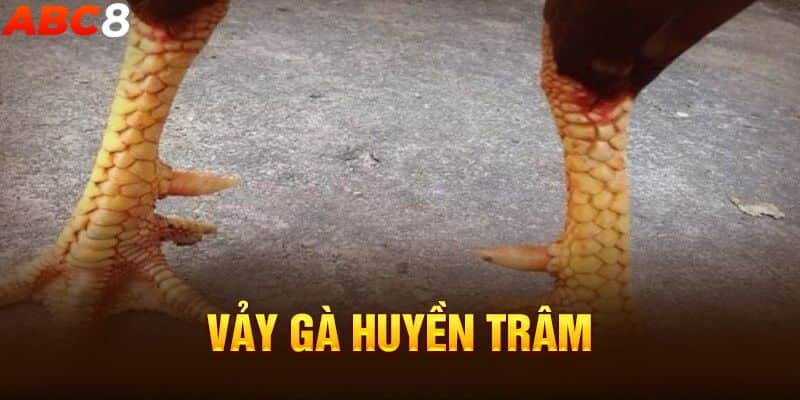 Cách huấn luyện và chăm sóc gà đá có vảy gà Huyền Trâm