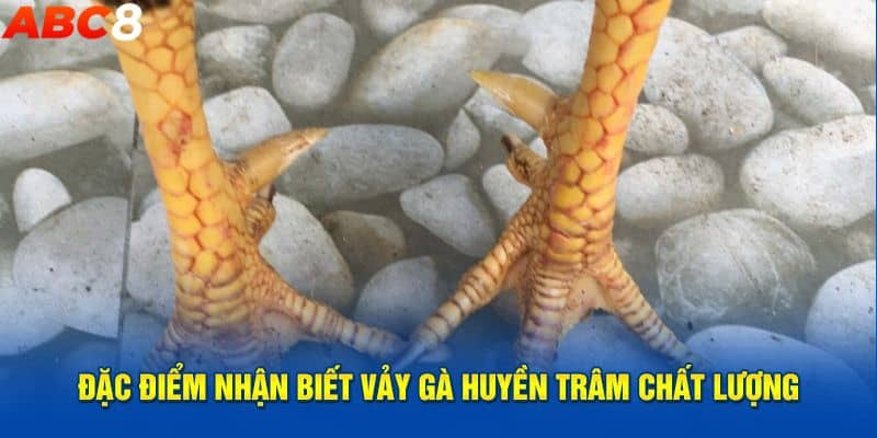 Đặc điểm và ý nghĩa của vảy gà Huyền Trâm